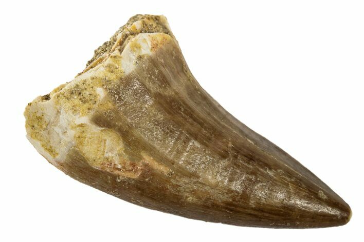 Fossil Mosasaur (Prognathodon) Tooth - Morocco #186506